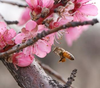 Picture of Honey Bees