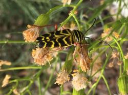 Locust borer on plant